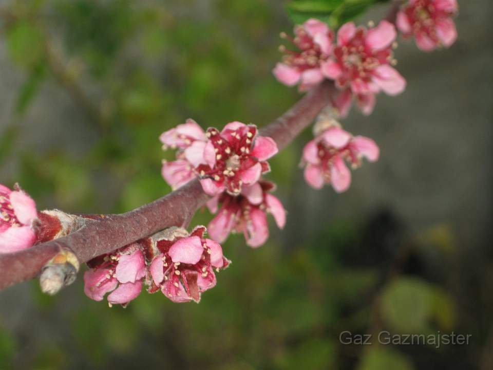 Brzos_0040.jpg - Peach-tree flowers