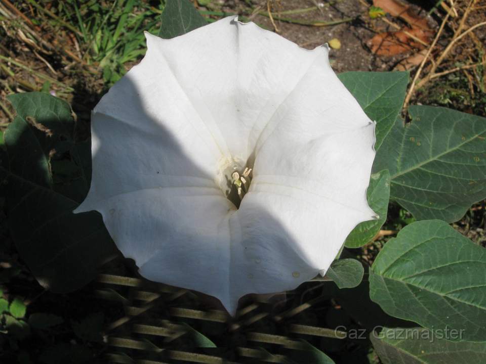 Daturastramonium.jpg - Datura Stramonium