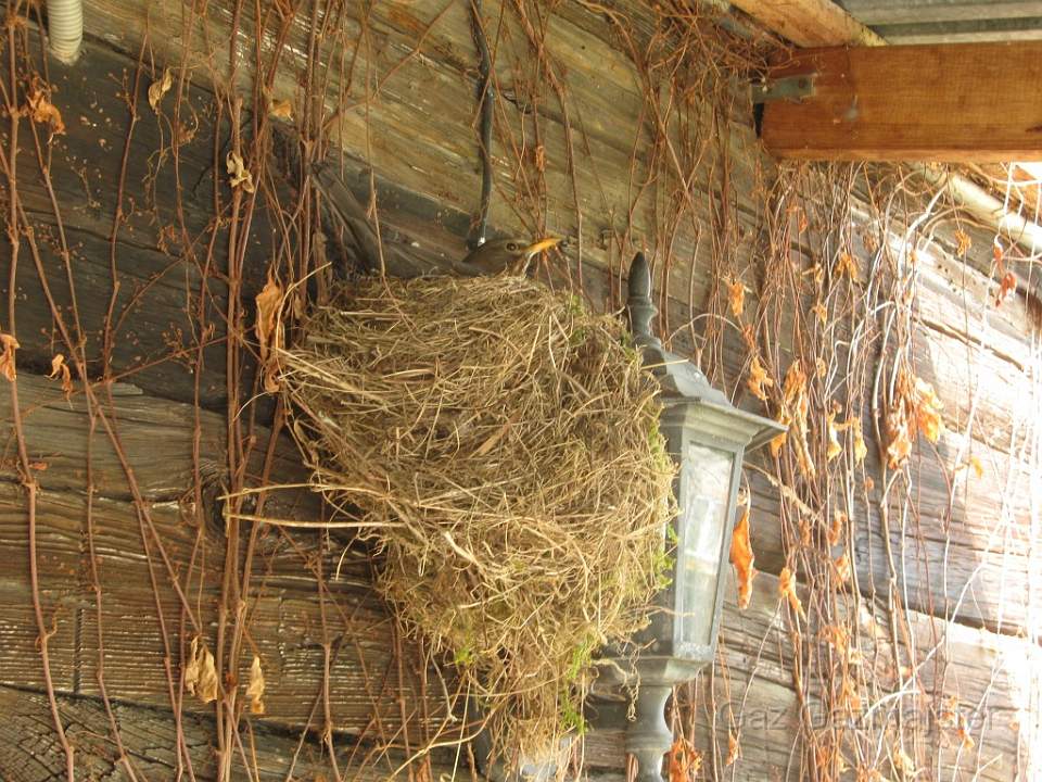 IMG_0026takptak.jpg - nest