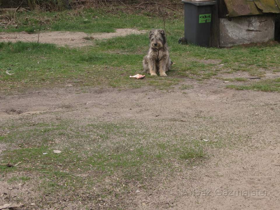 IMG_pies.jpg - A little dog