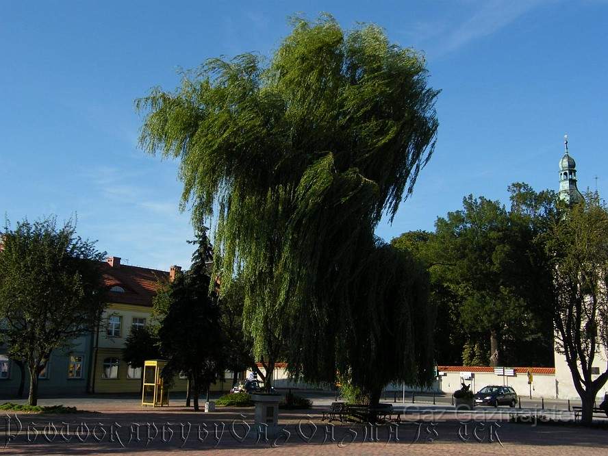 stracmiasto.jpg - Crazy