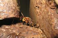 Hornet