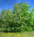 IMG_0018caledrzewx