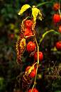 IMG_0034cx7