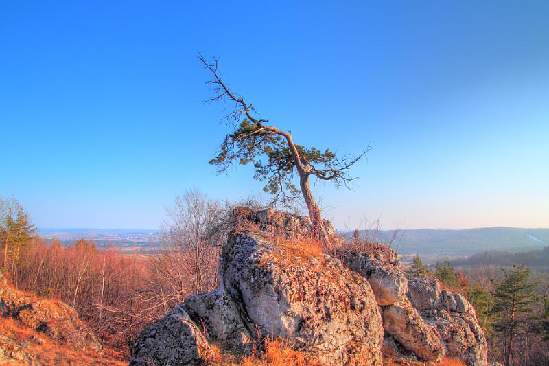 sosna.jpg - A lonely pine