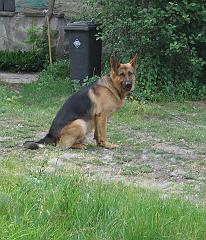 IMG_0003watchdog