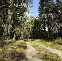 forestx
