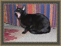 kotek